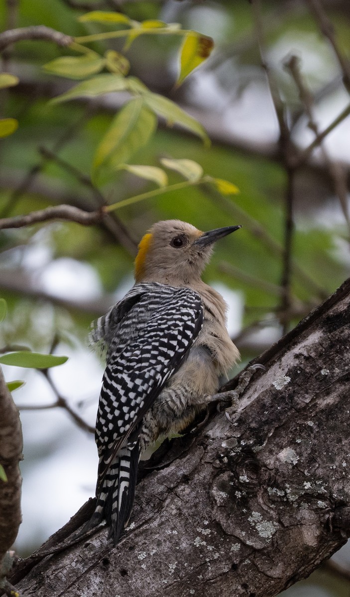 Carpintero Frentidorado - ML645211848