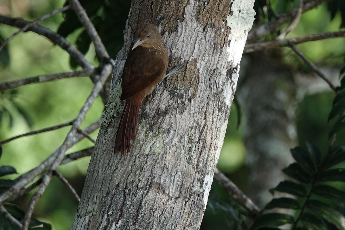 Trepatroncos Gorjicanelo - ML645211849