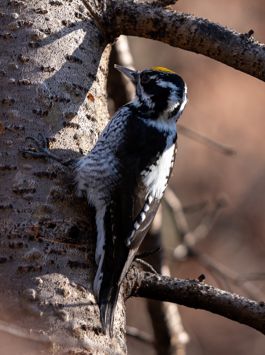 Pico Tridáctilo Americano - ML645211854