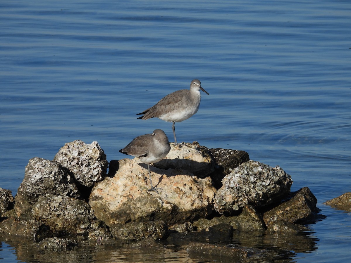 Playero Aliblanco - ML645211858