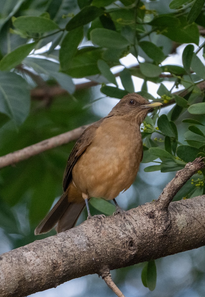 Zorzal Pardo - ML645211872