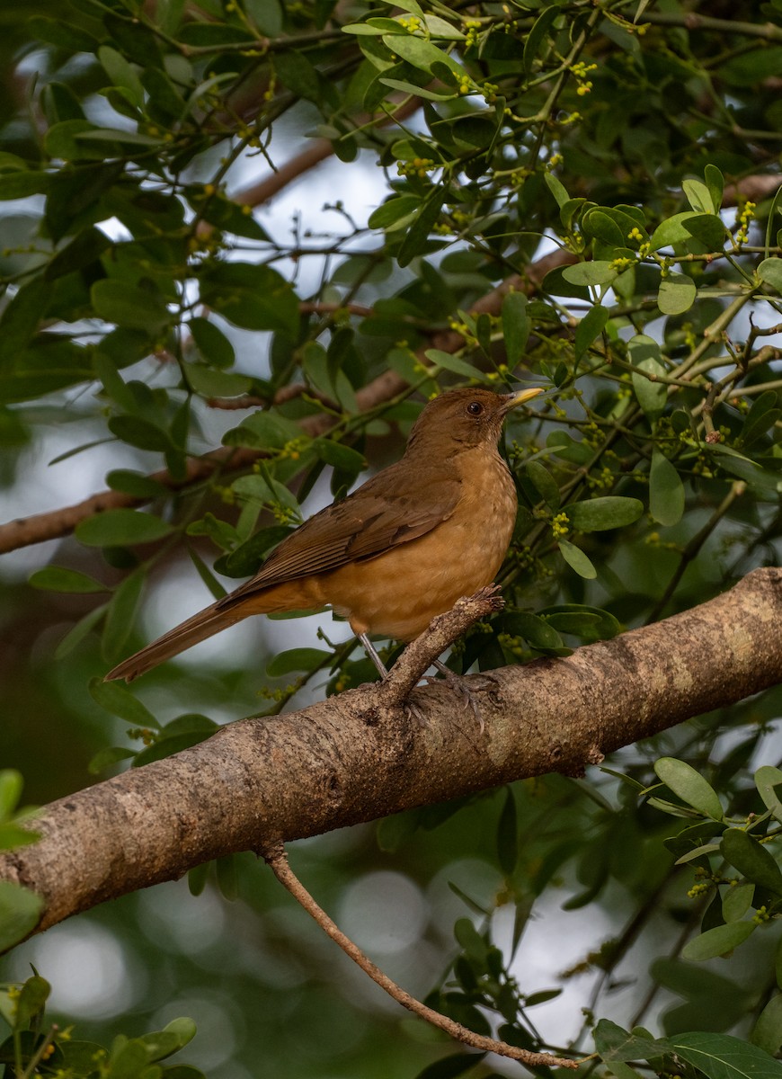 Clay-colored Thrush - ML645211873