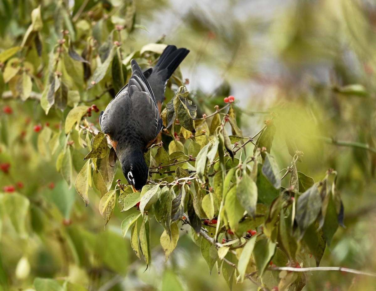 Zorzal Americano - ML645211874