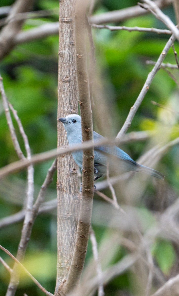Blue-gray Tanager - ML645211899