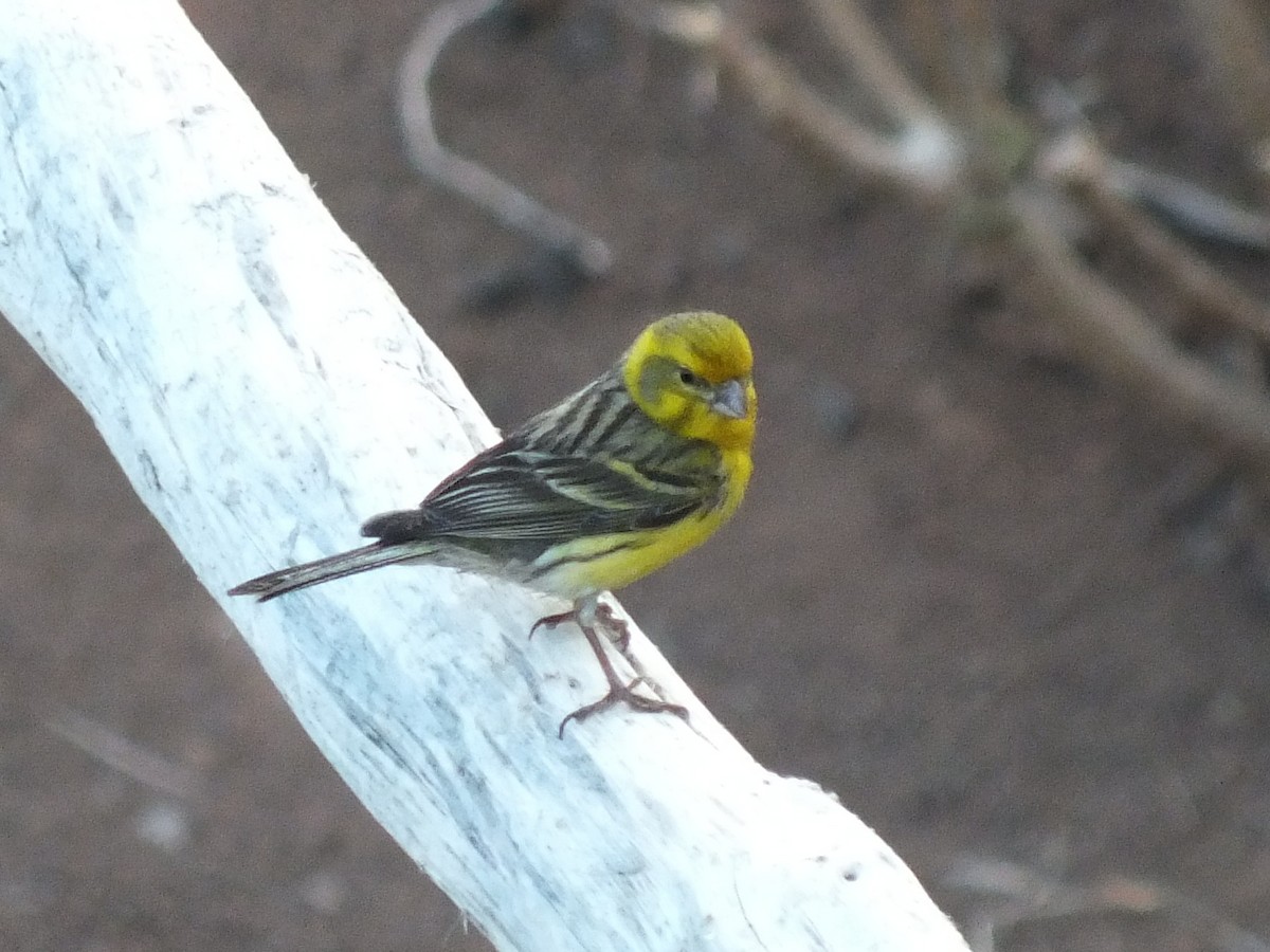 Island Canary - ML645211900