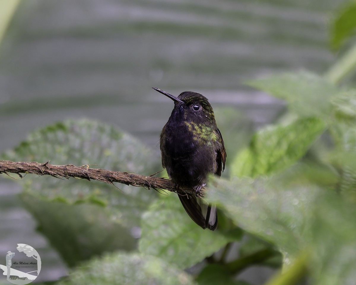 Black-bellied Hummingbird - ML645211928