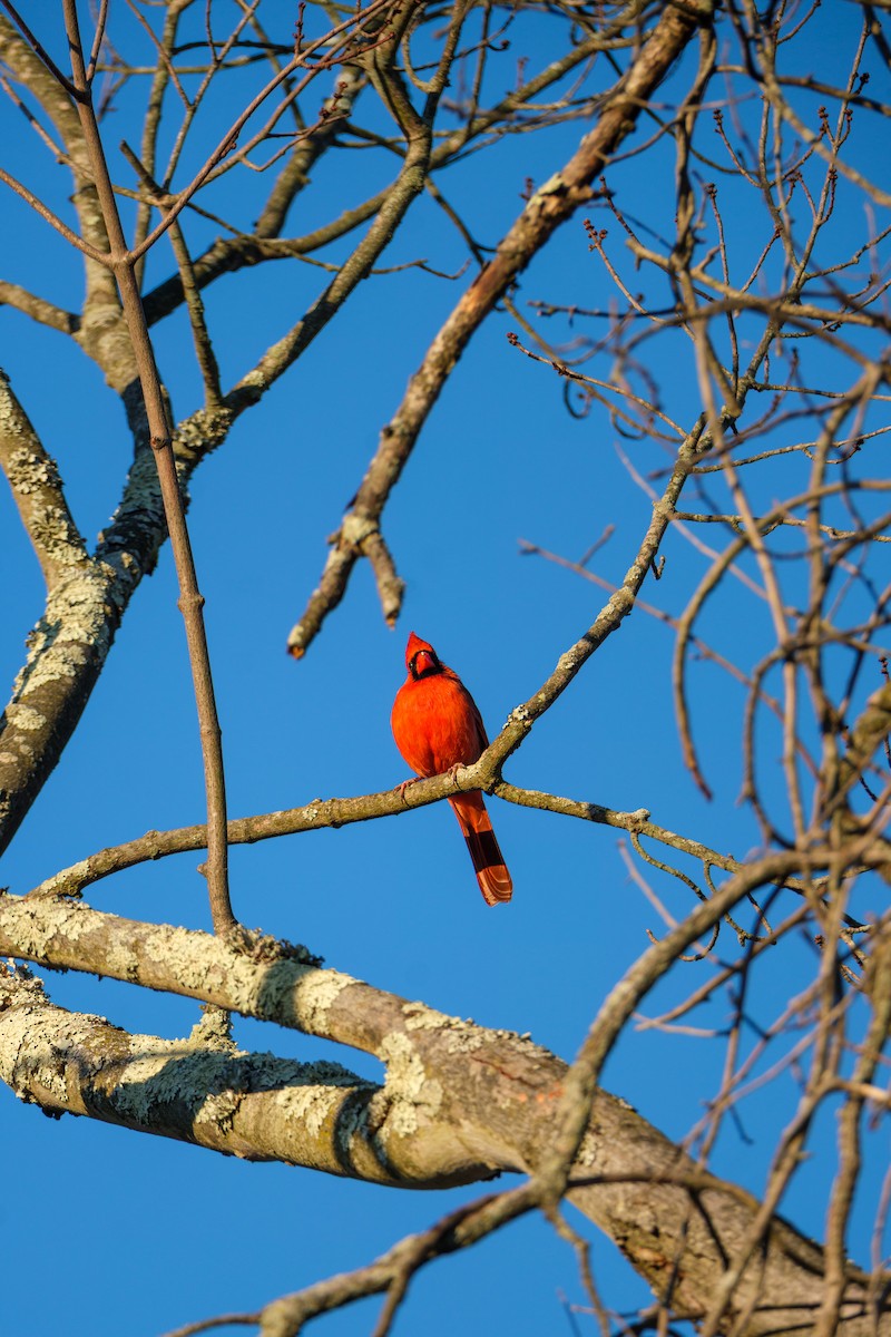 Красный кардинал - ML645211932