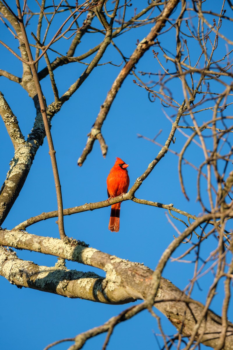 Красный кардинал - ML645211933