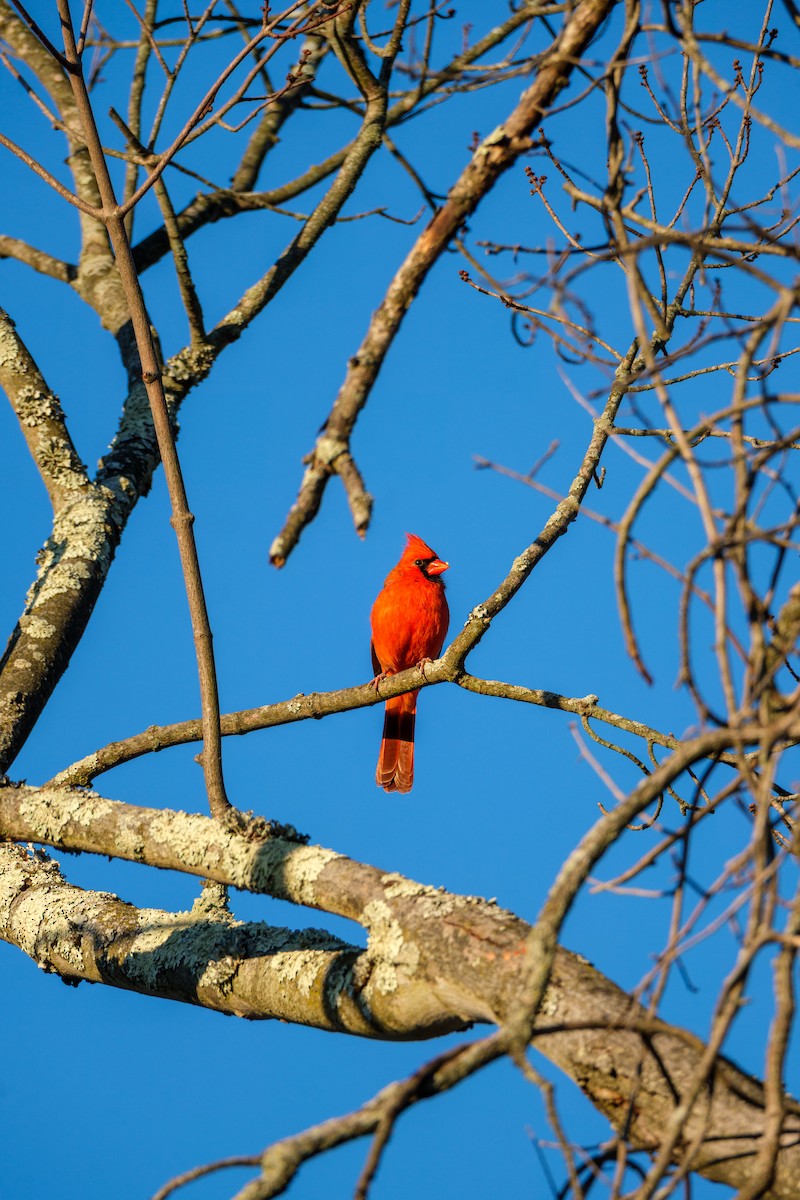 Красный кардинал - ML645211934