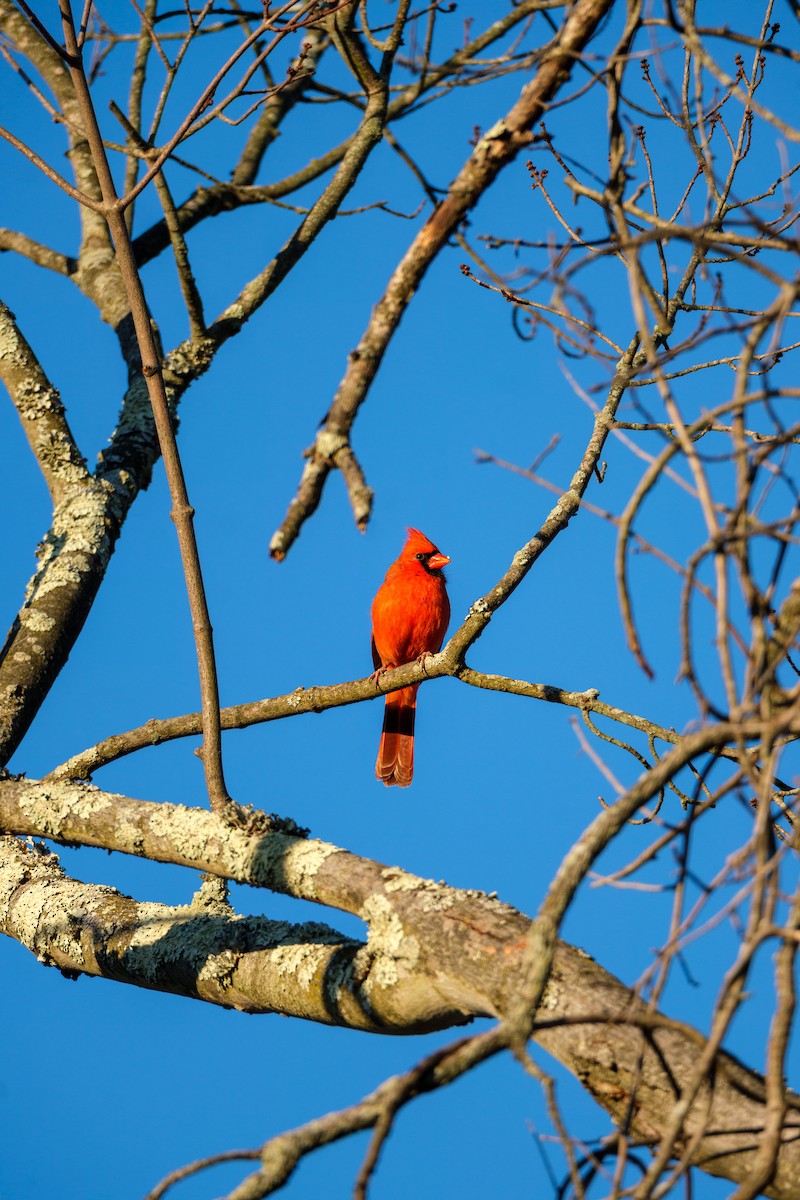 Красный кардинал - ML645211935