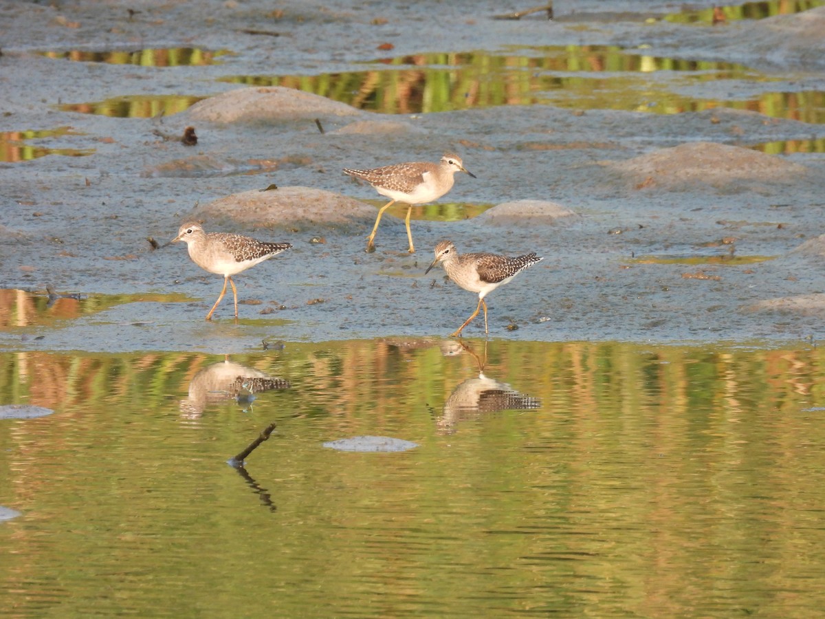 vodouš bahenní - ML645211944