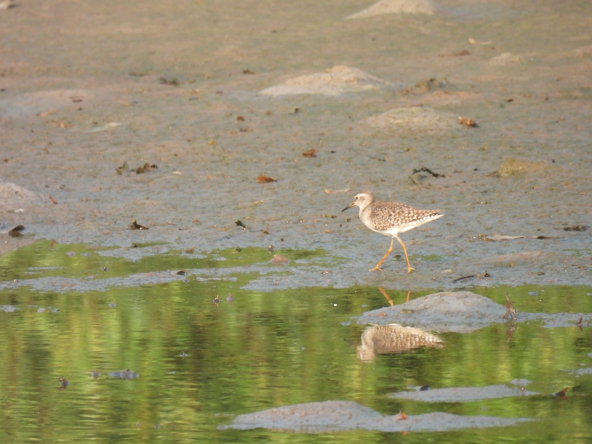vodouš bahenní - ML645211945