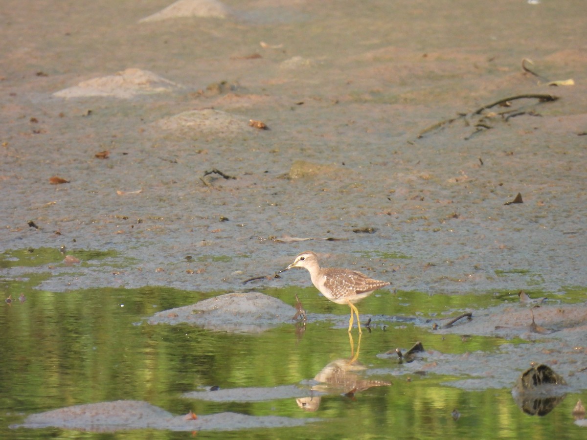 vodouš bahenní - ML645211946