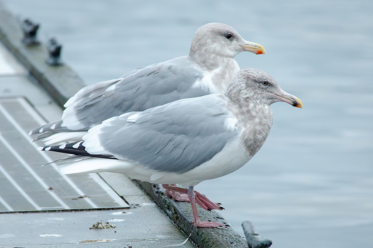 American Herring x Glaucous-winged Gull (hybrid) - ML645211947