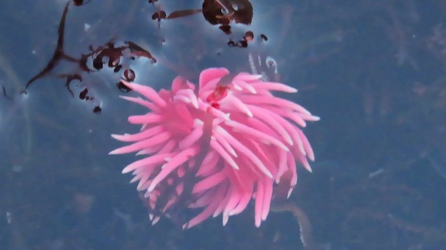 Hopkins' Rose Nudibranch - ML645211956