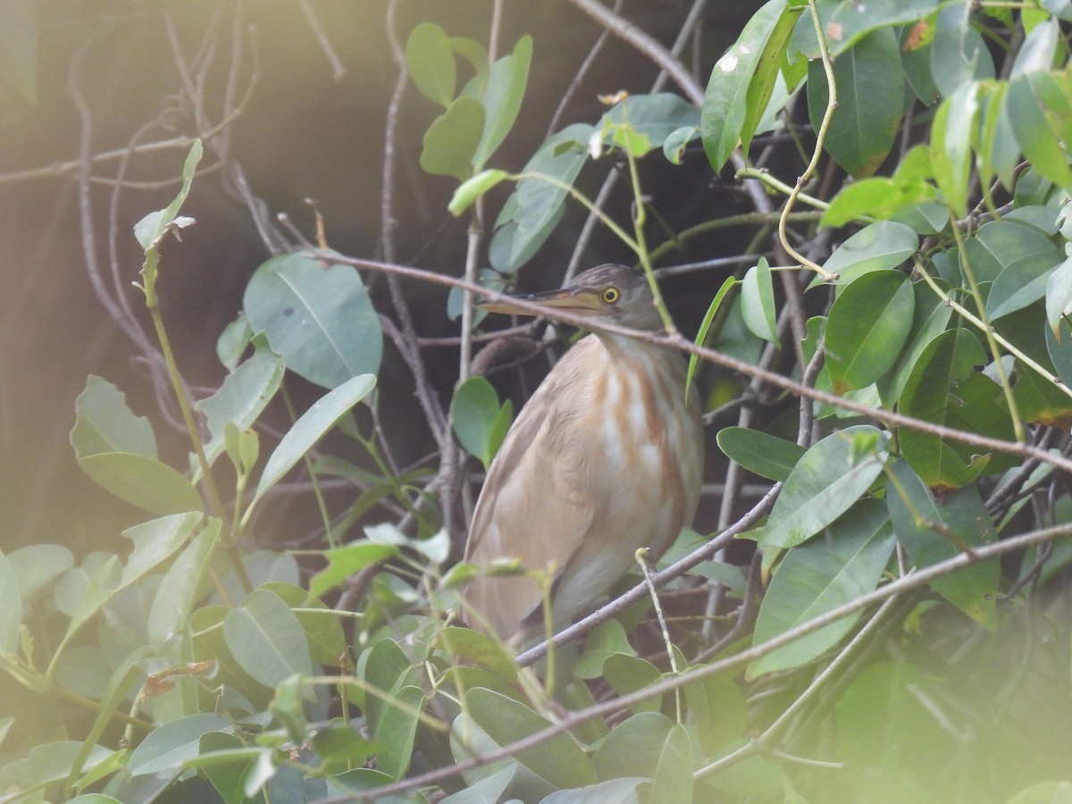 Китайский волчок - ML645211970