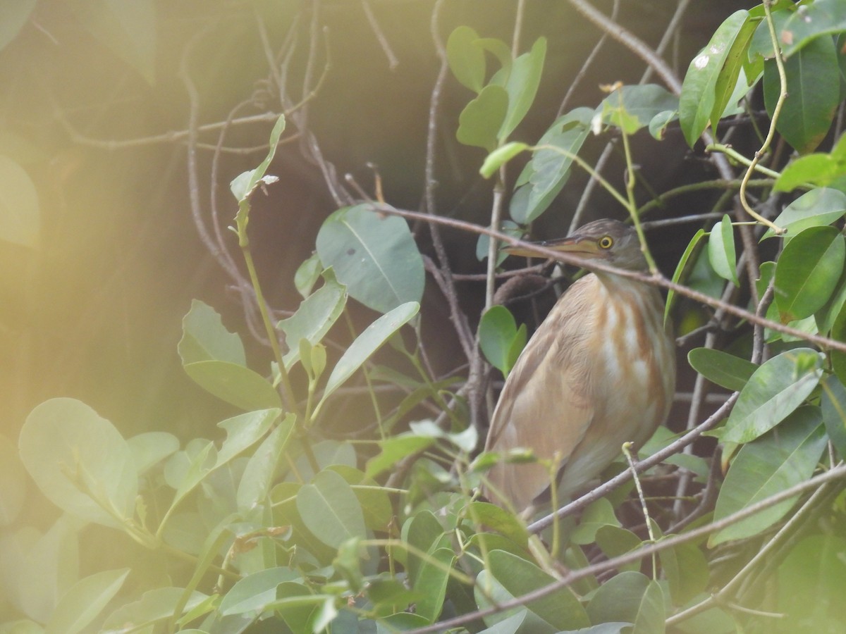 Китайский волчок - ML645211971