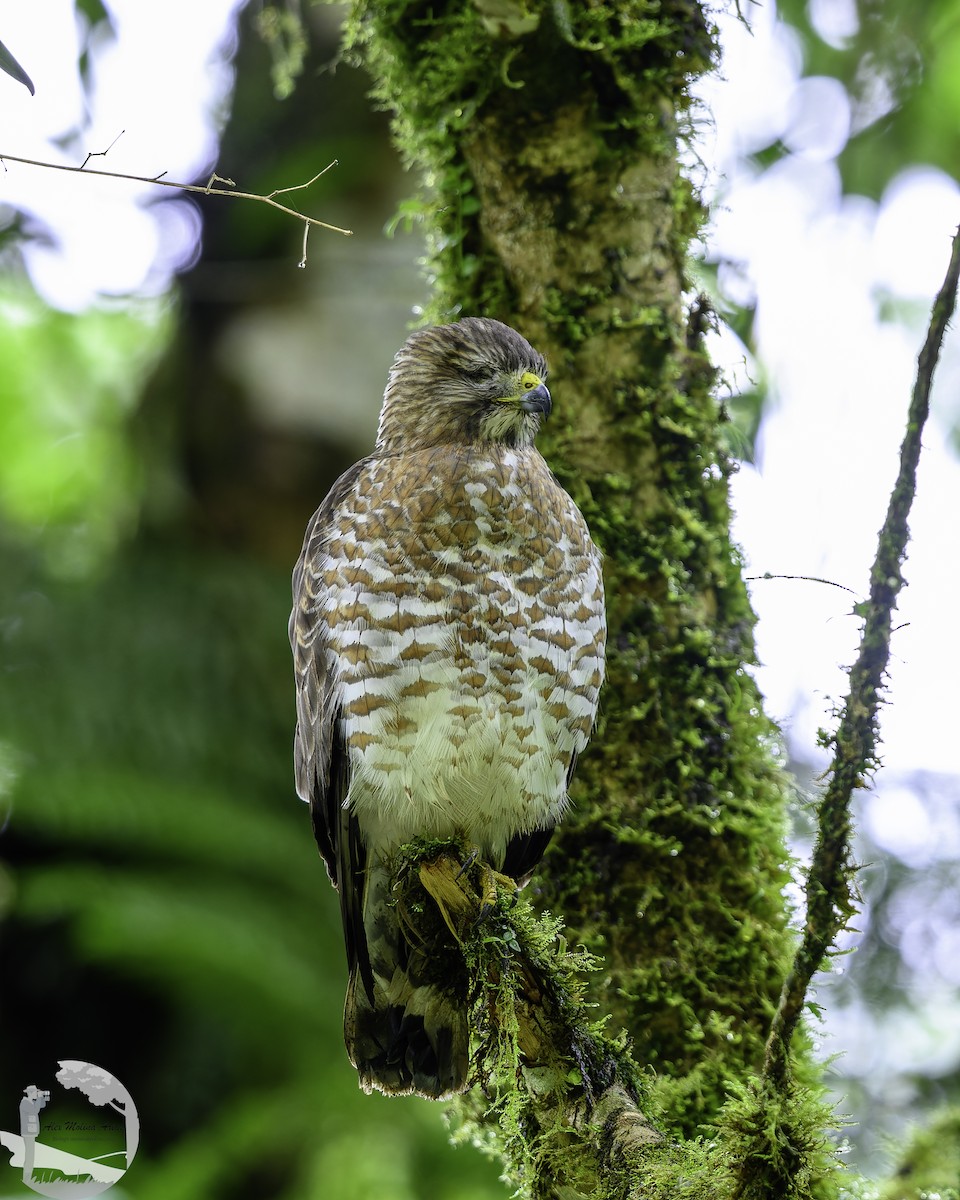 Broad-winged Hawk - ML645211977