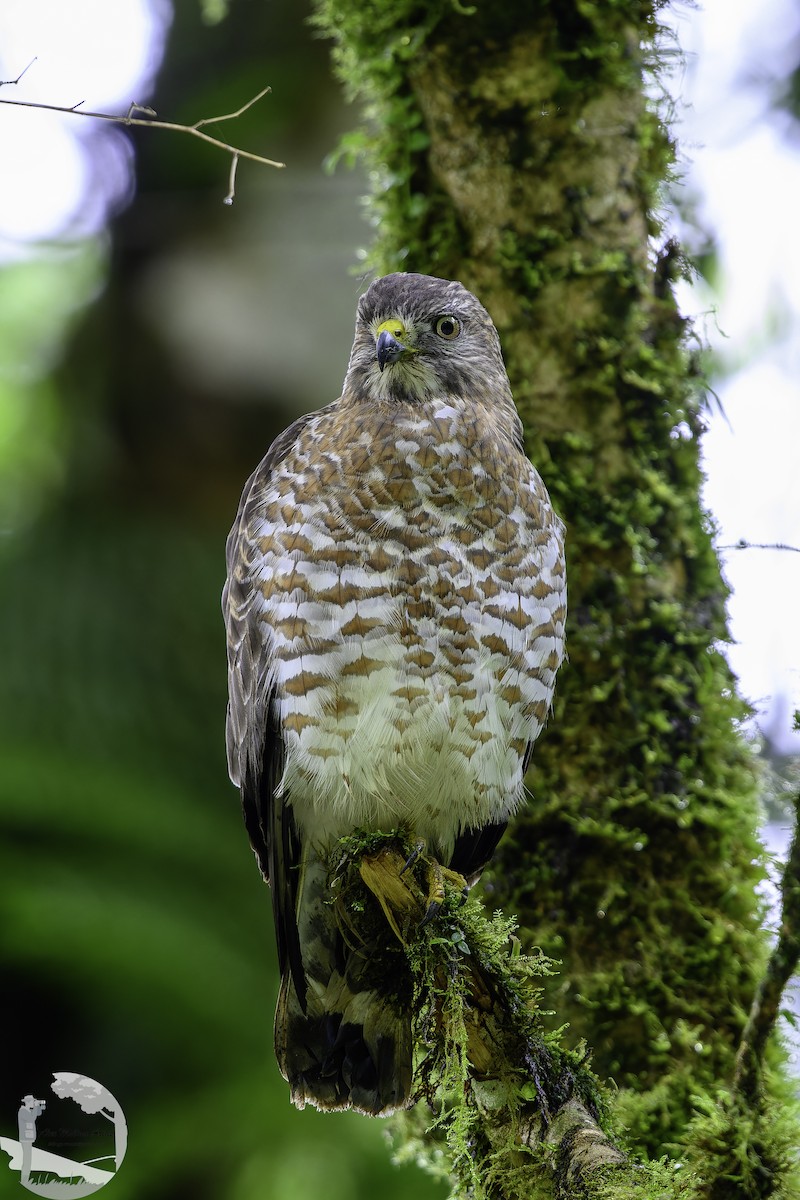 Broad-winged Hawk - ML645211978