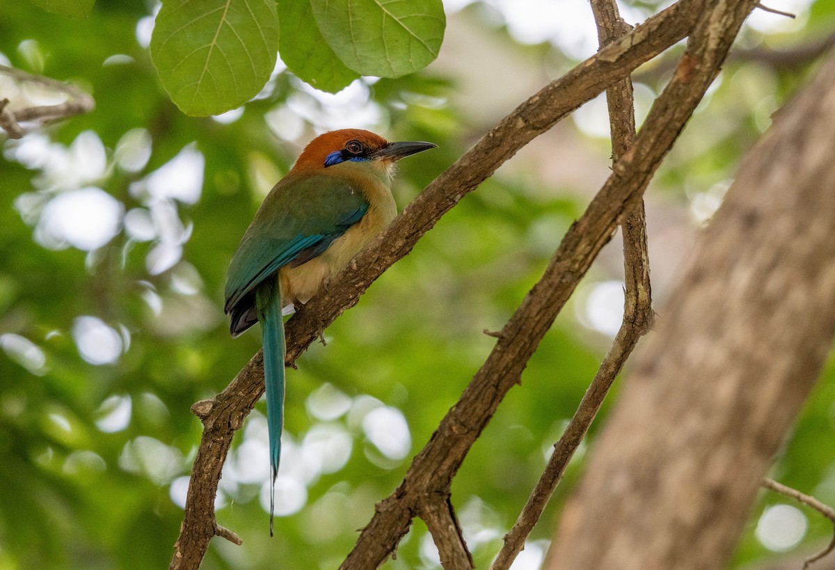 Russet-crowned Motmot - ML645211981