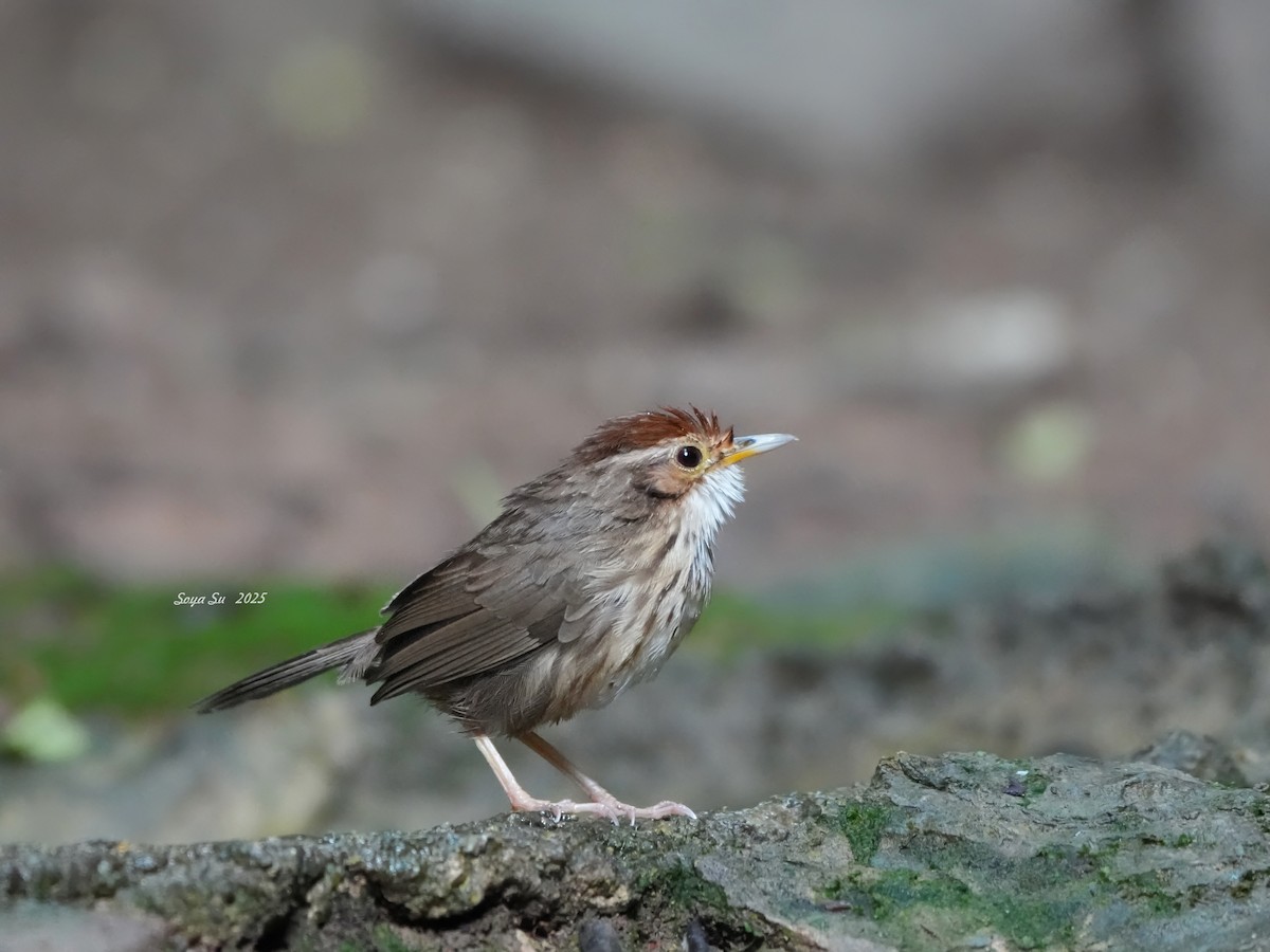 Puff-throated Babbler - ML645211983