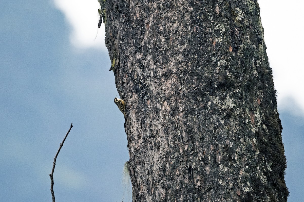 Rusty-flanked Treecreeper - ML645211984