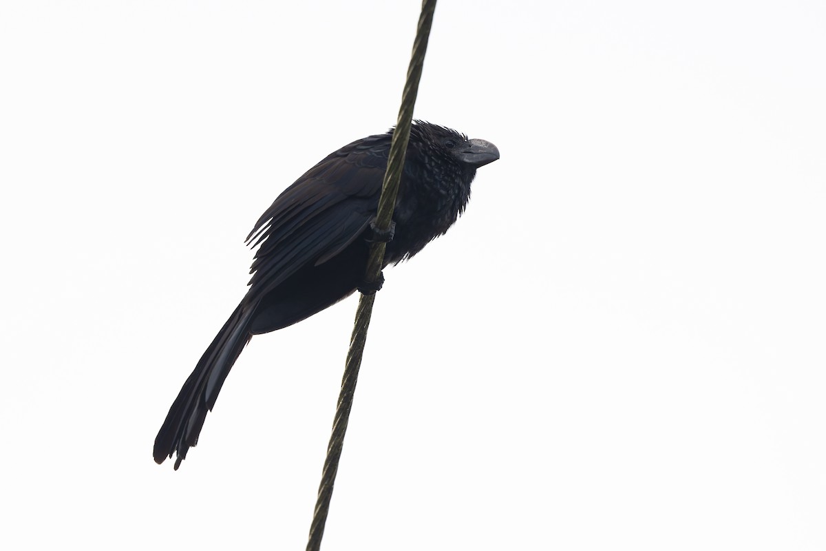 Smooth-billed Ani - ML645211985
