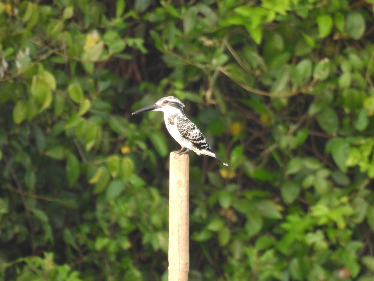 Малый пегий зимородок - ML645211987