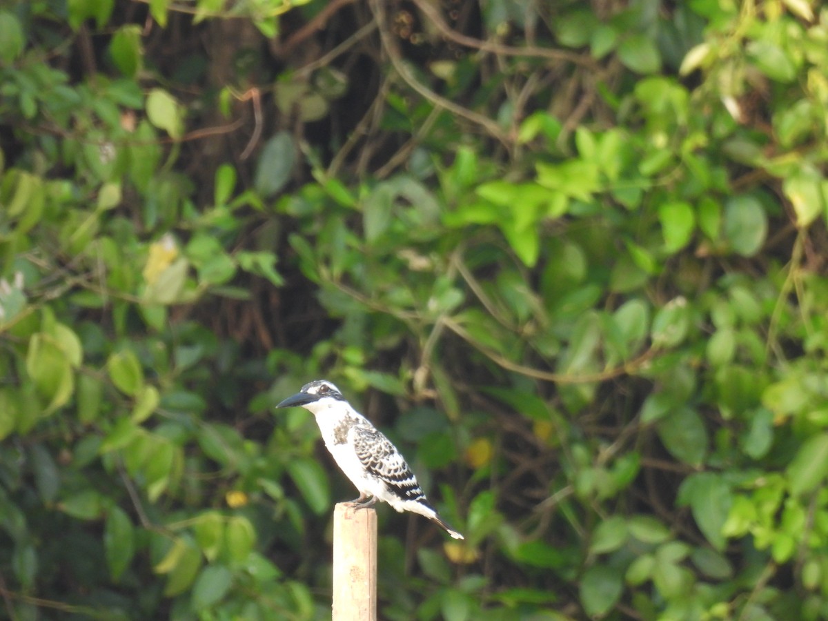 Малый пегий зимородок - ML645211988