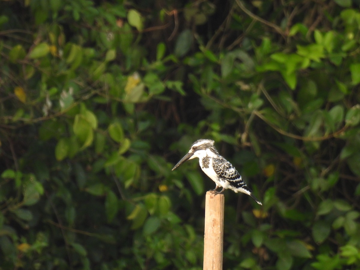 Малый пегий зимородок - ML645211989