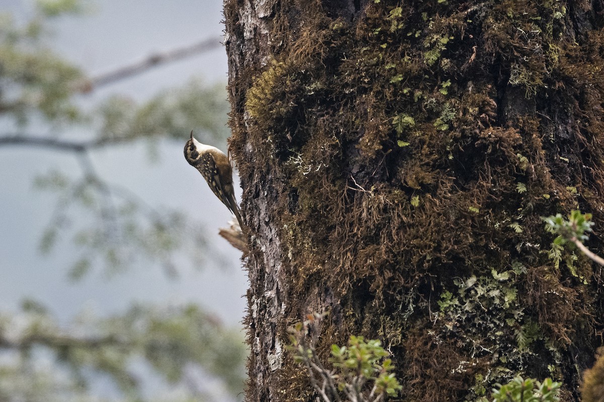 Rusty-flanked Treecreeper - ML645211990