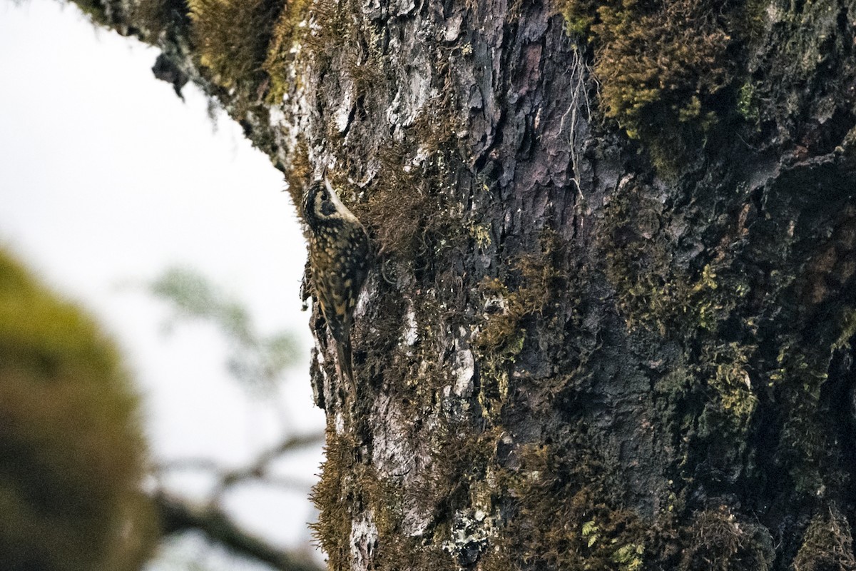 Rusty-flanked Treecreeper - ML645211996