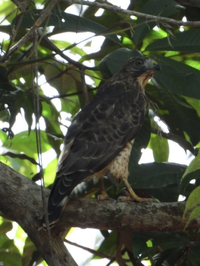 Broad-winged Hawk - ML645211998