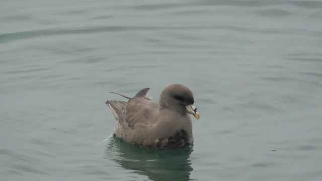 Буревісник кочівний - ML645212003