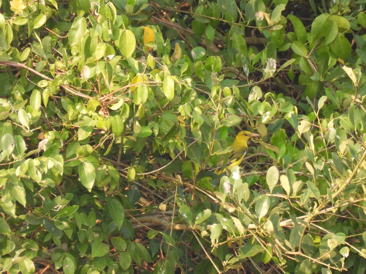 זהבן הודי - ML645212005