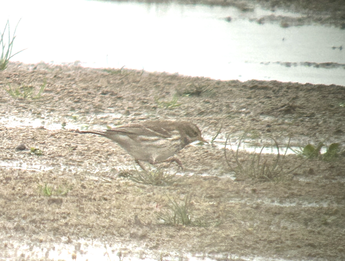 Water Pipit - ML645212006