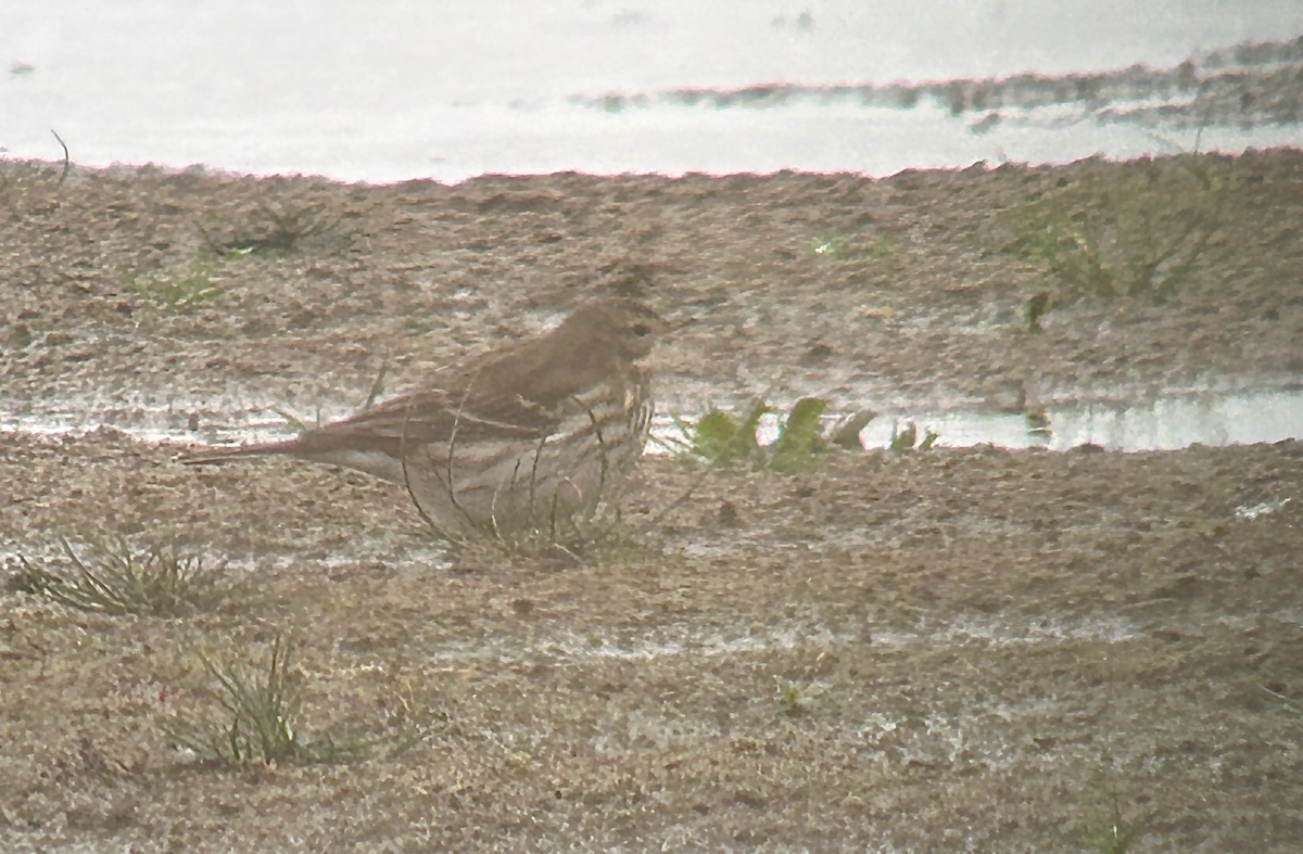 Water Pipit - ML645212007