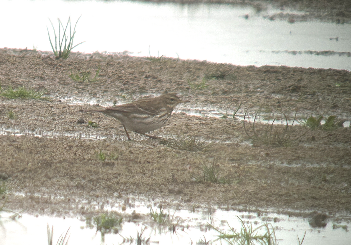 Water Pipit - ML645212008
