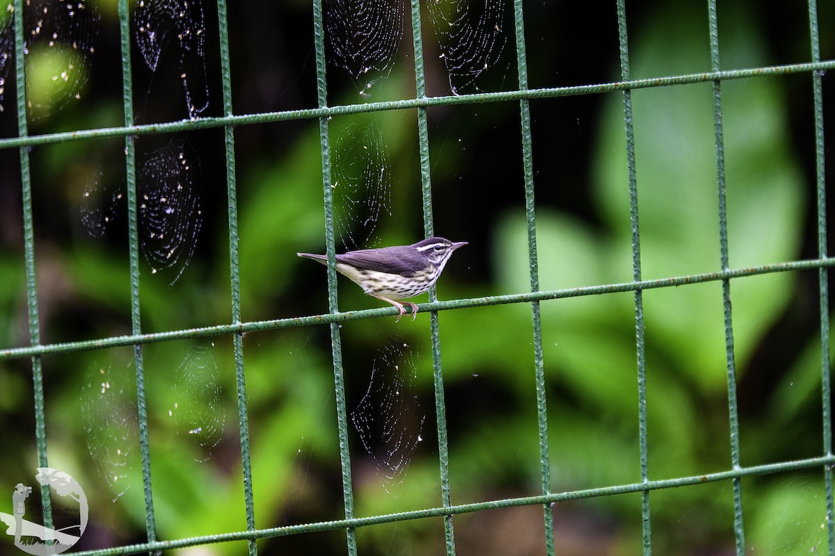 Northern Waterthrush - ML645212009
