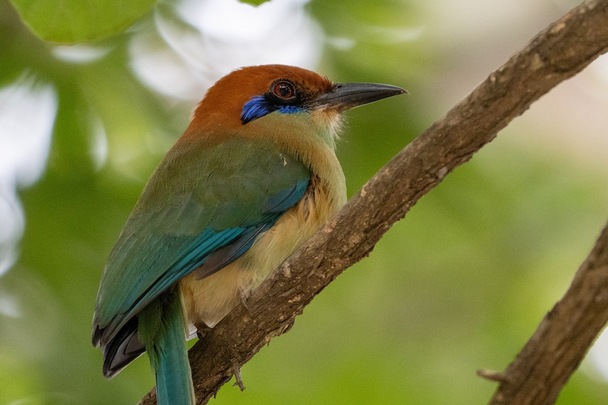 Russet-crowned Motmot - ML645212010