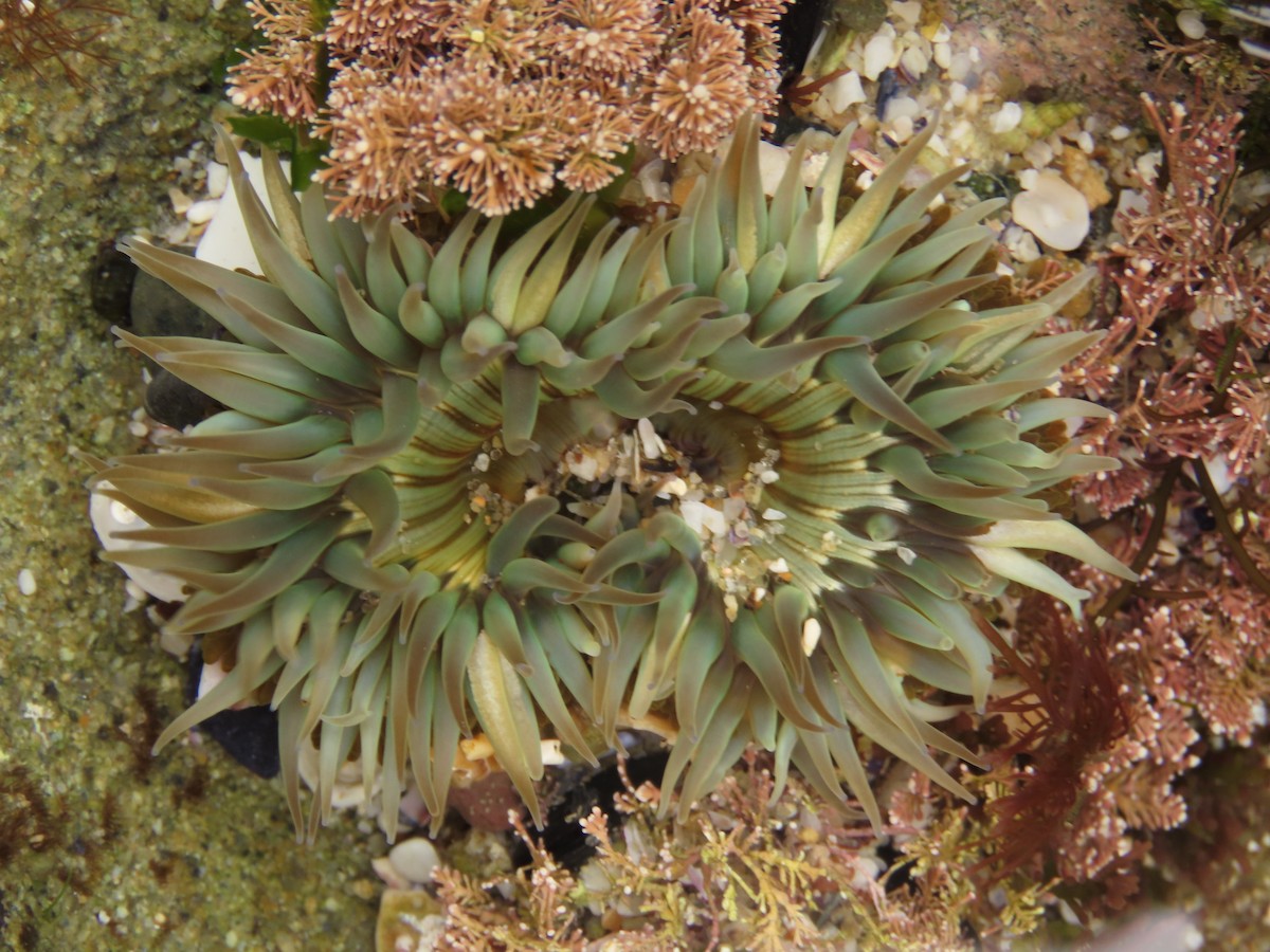 Starburst Anemone - ML645212011