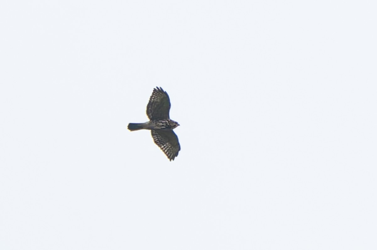 Broad-winged Hawk - ML645212013