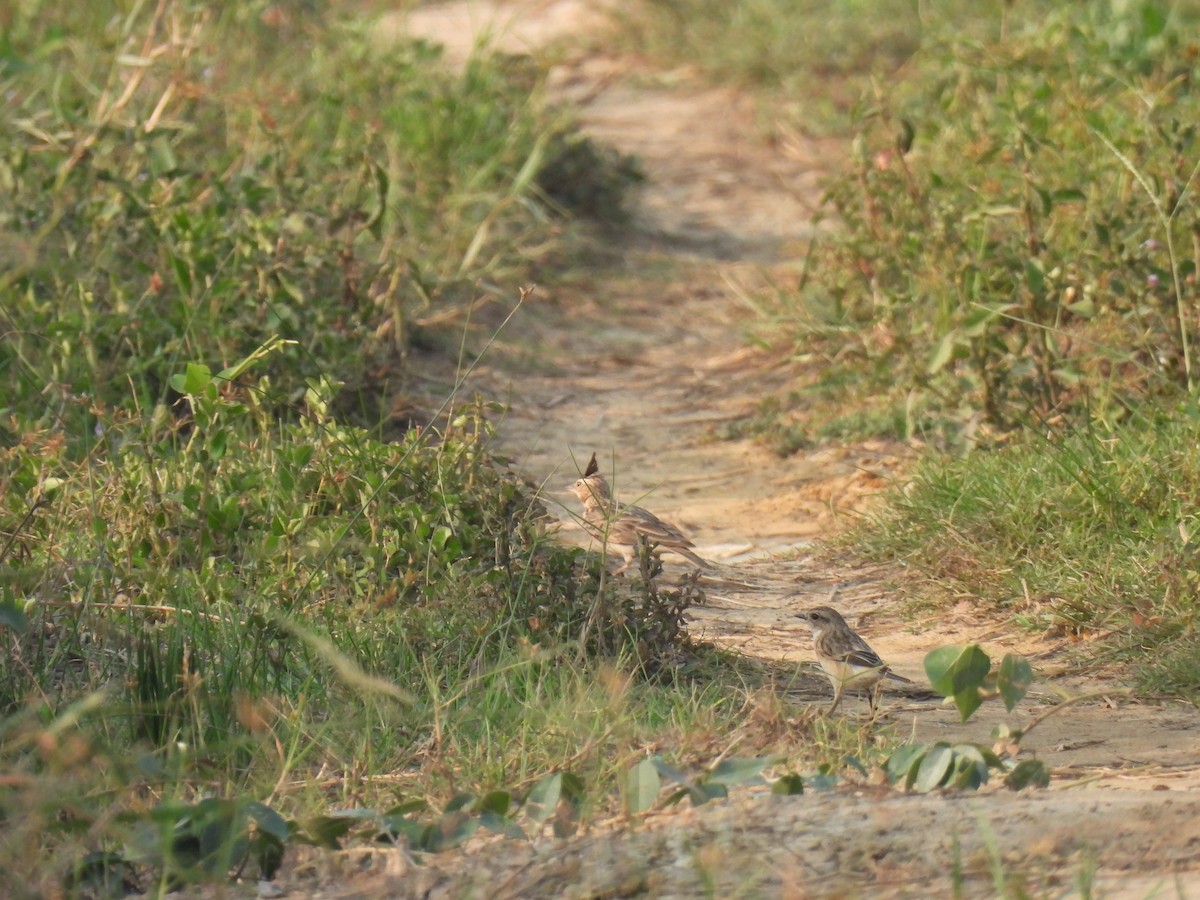 Малабарский жаворонок - ML645212015