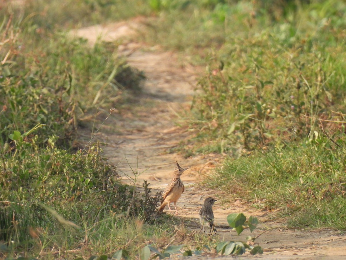 Малабарский жаворонок - ML645212017
