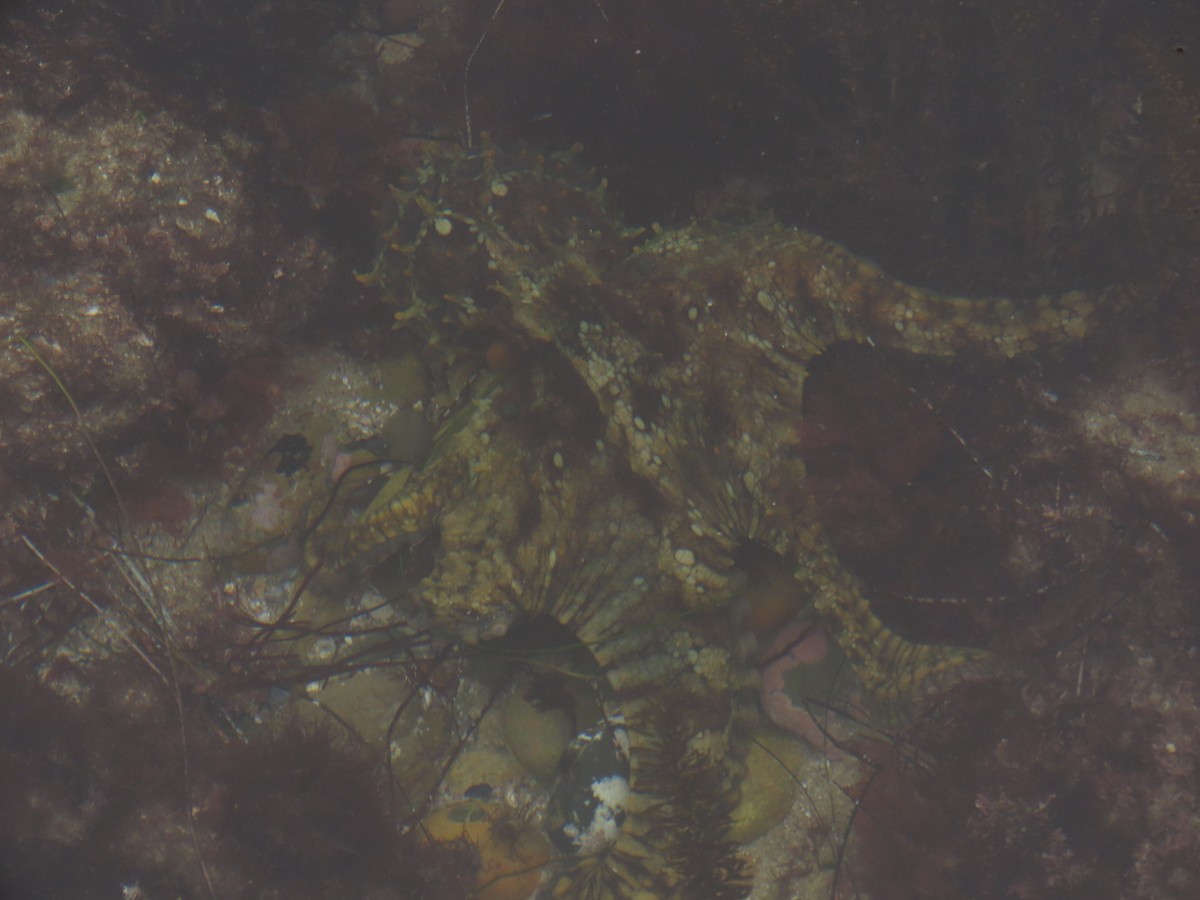 California Two-spot Octopus - ML645212031