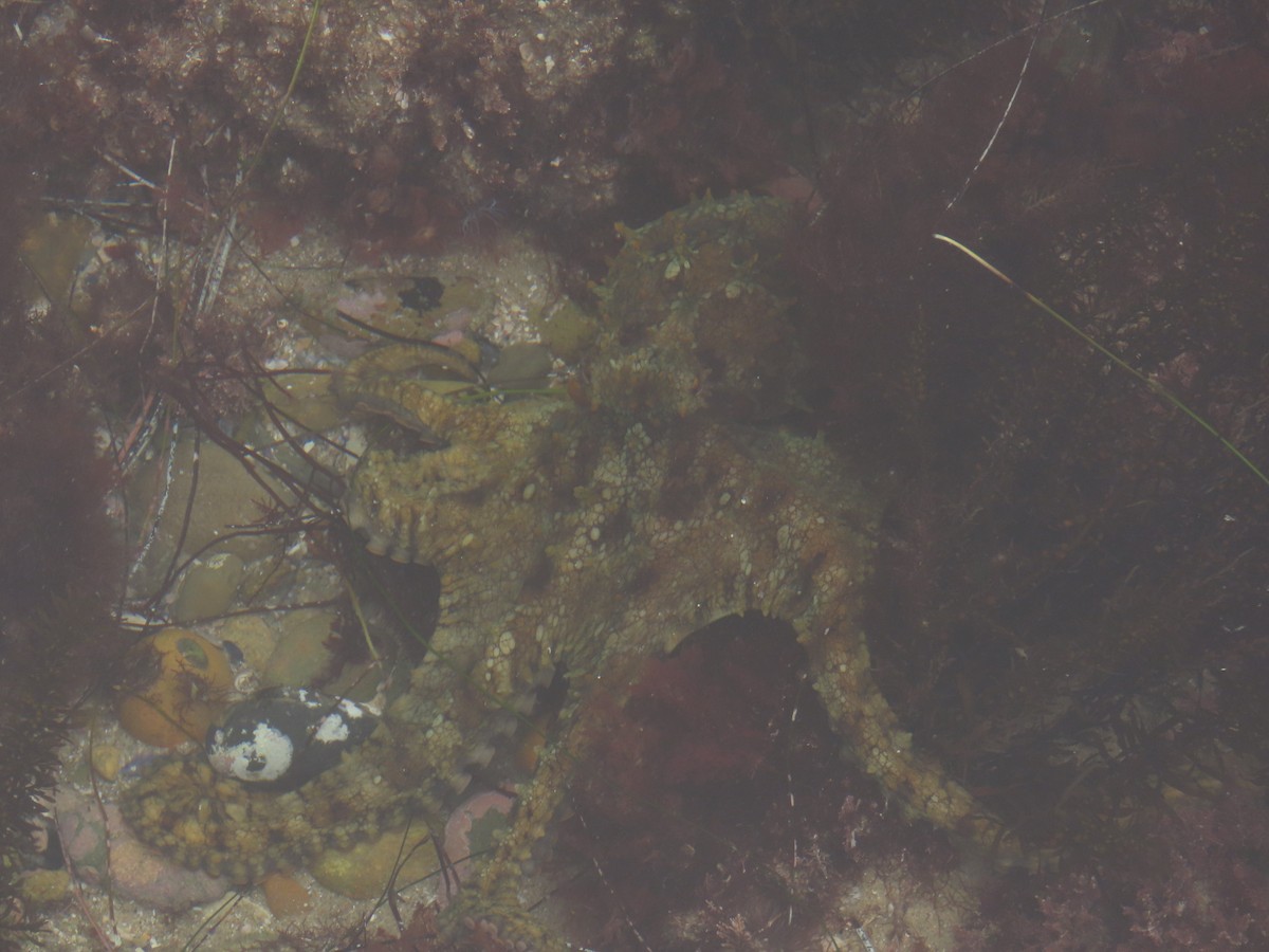California Two-spot Octopus - ML645212032