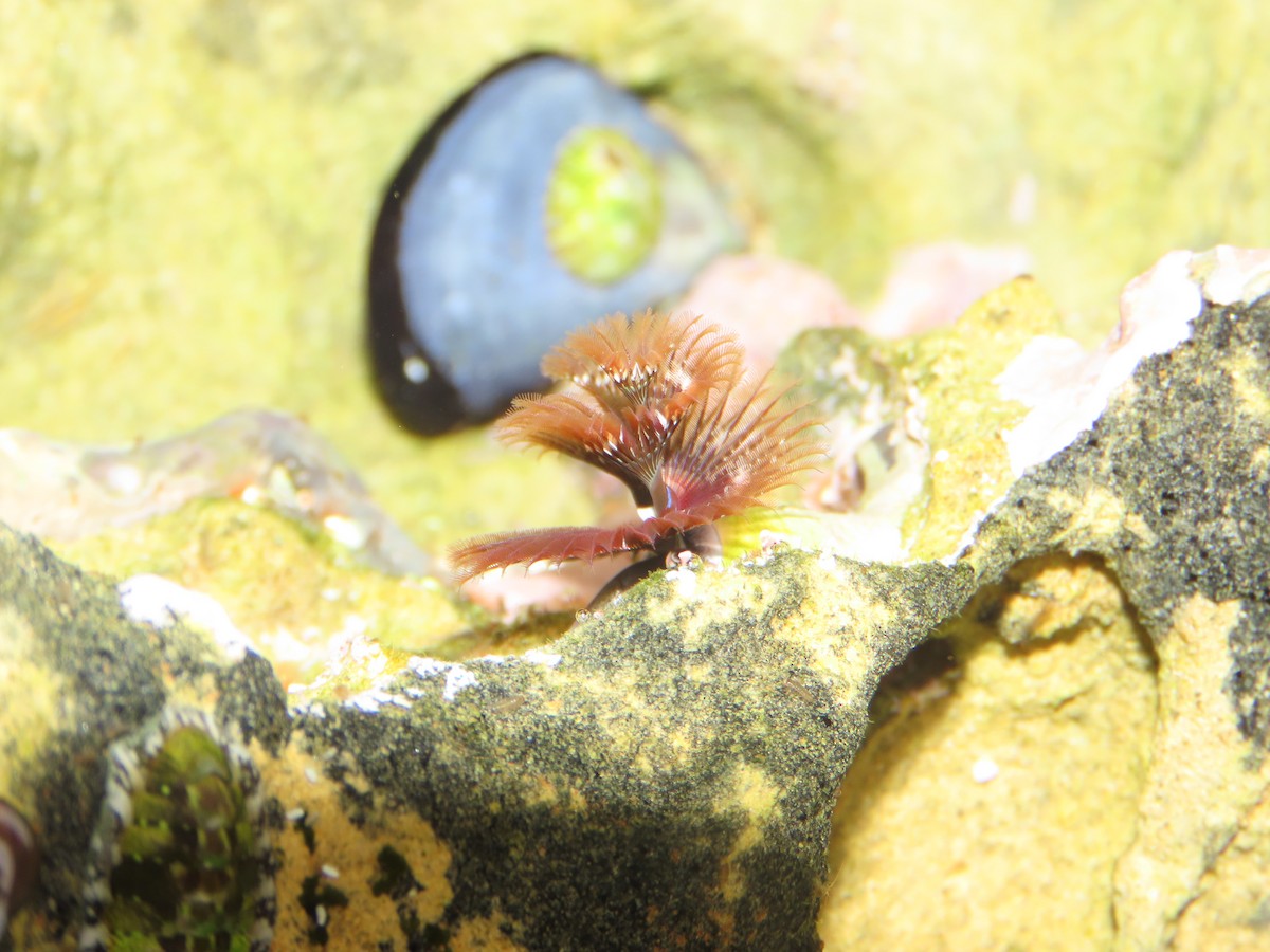 California Christmas Tree Worm - ML645212033
