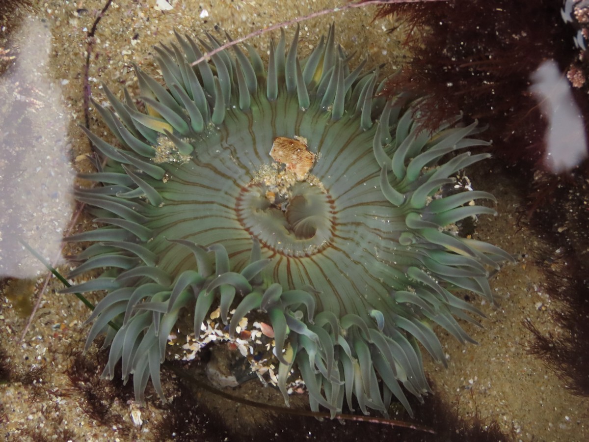 Starburst Anemone - ML645212034