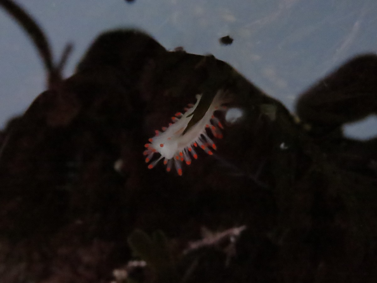 McDonald's Dorid - ML645212035