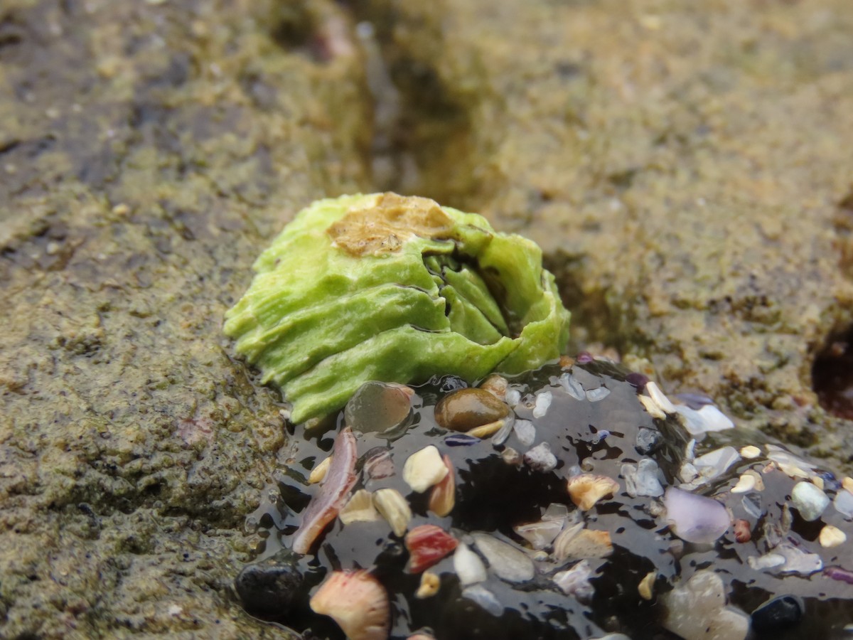 Pacific Barnacle - ML645212036